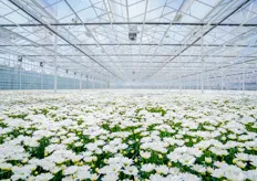 Een zee van bloemen in de prachtige nieuwe kas, vorig jaar geopend. Het bedrijf beslaat nu in totaal 22 hectare glas, verdeeld over 4 locaties.